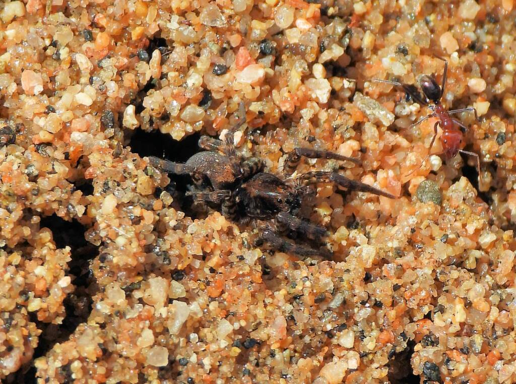Wolf Spider (Venatrix arenaris), Simpsons Gap, NT