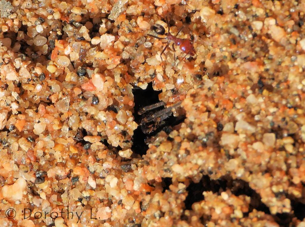 Wolf Spider (Venatrix arenaris), Simpsons Gap, NT