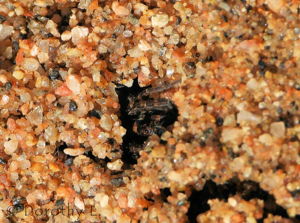Wolf Spider (Venatrix arenaris), Simpsons Gap, NT