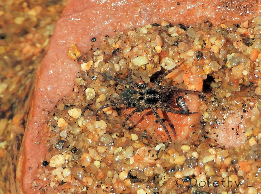 Wolf Spider (Venatrix arenaris), Simpsons Gap, NT