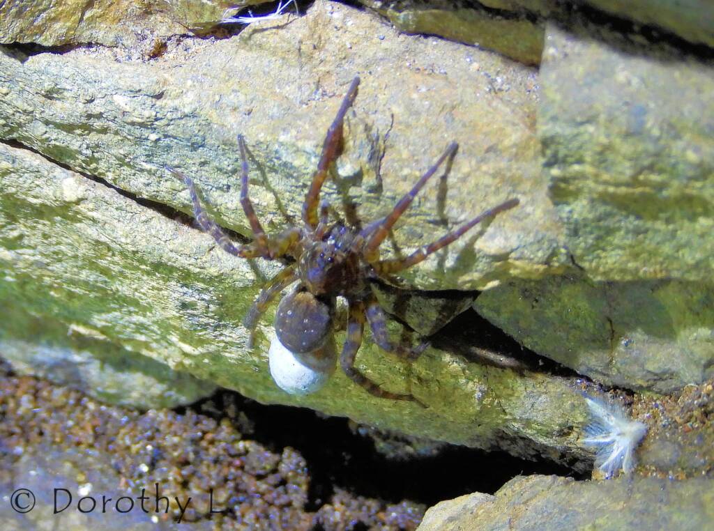 Wolf Spider (Venatrix arenaris), Simpsons Gap, NT