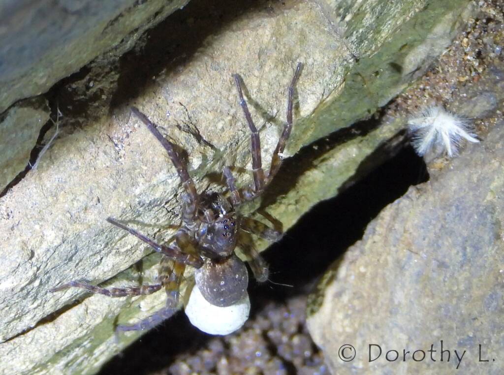 Wolf Spider (Venatrix arenaris), Simpsons Gap, NT