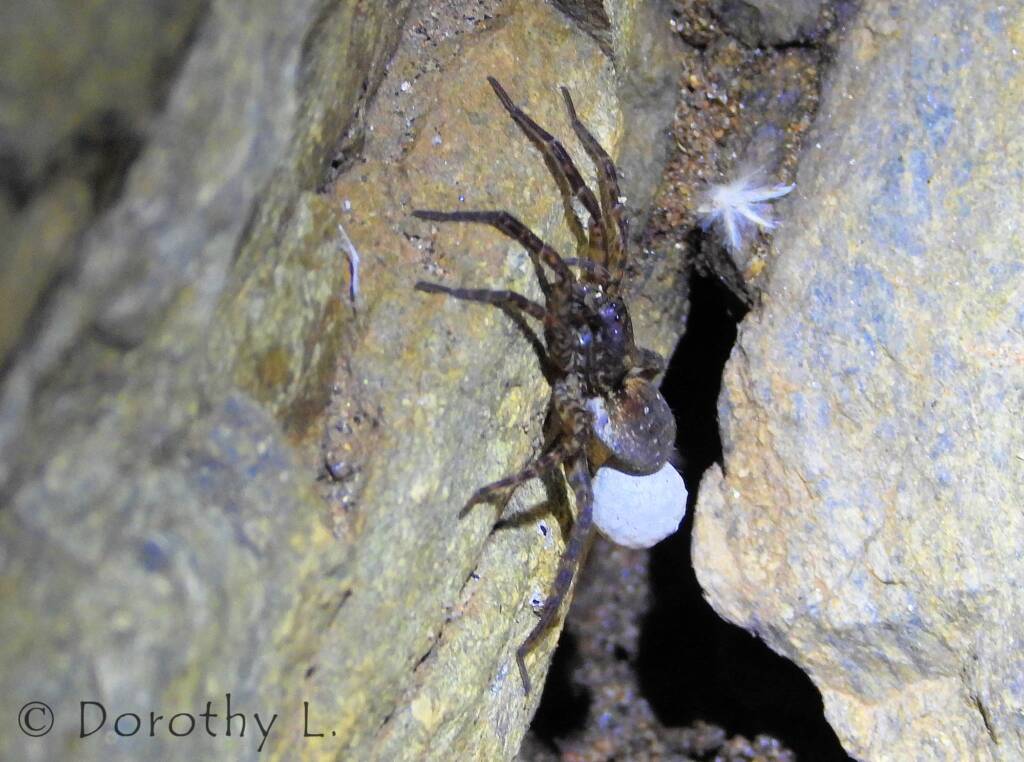 Wolf Spider (Venatrix arenaris), Simpsons Gap, NT