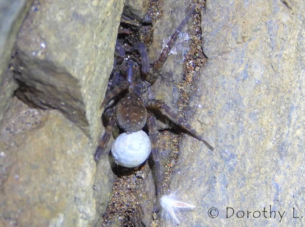 Wolf Spider (Venatrix arenaris), Simpsons Gap, NT