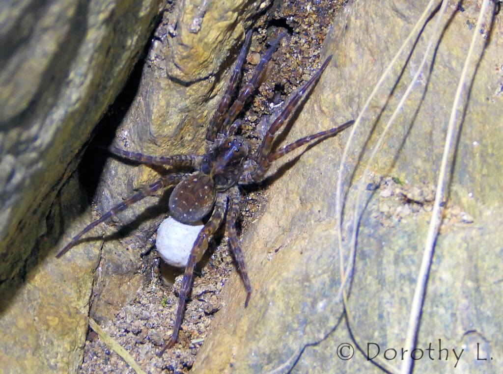 Wolf Spider (Venatrix arenaris), Simpsons Gap, NT