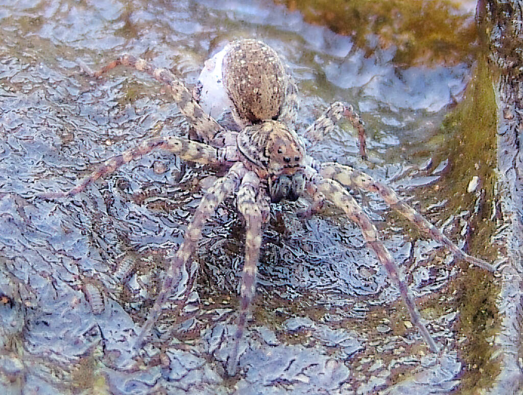 Wolf Spider (Lycosidae sp), Simpsons Gap, NT