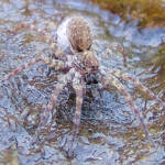 Wolf Spider (Lycosidae sp), Simpsons Gap, NT