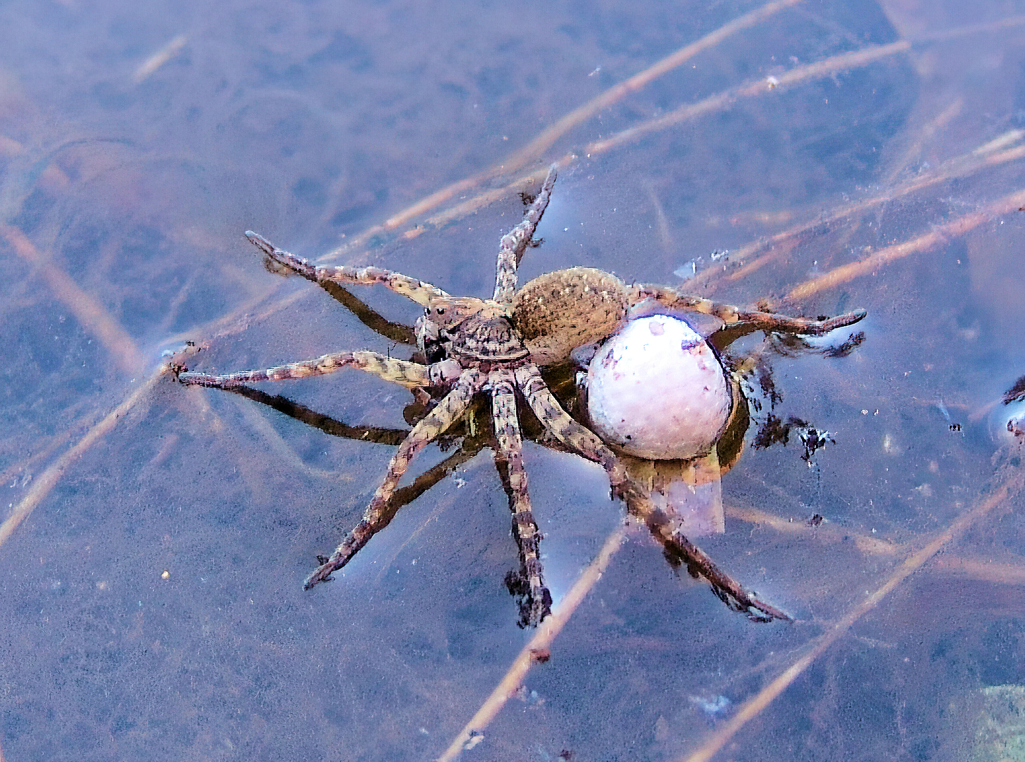 Wolf Spider (Lycosidae sp), Simpsons Gap, NT