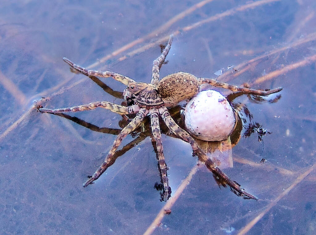 Wolf Spider (Lycosidae sp), Simpsons Gap, NT
