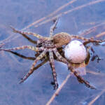 Wolf Spider (Lycosidae sp), Simpsons Gap, NT