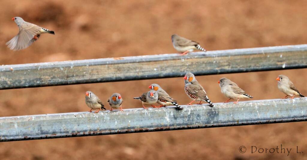 Zebra Finch (Taeniopygia guttata)