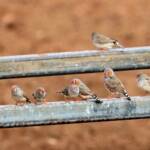 Zebra Finch (Taeniopygia guttata)