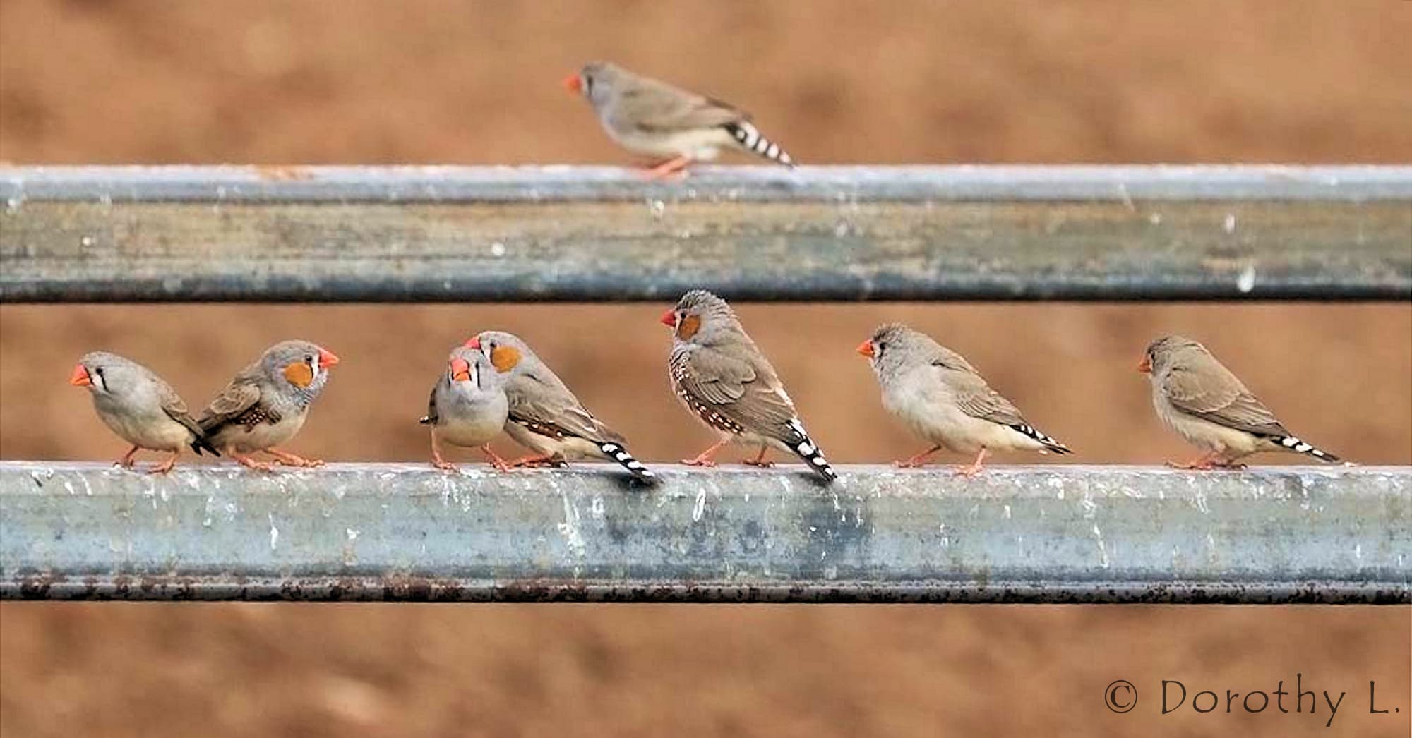 Zebra Finch (Taeniopygia guttata)