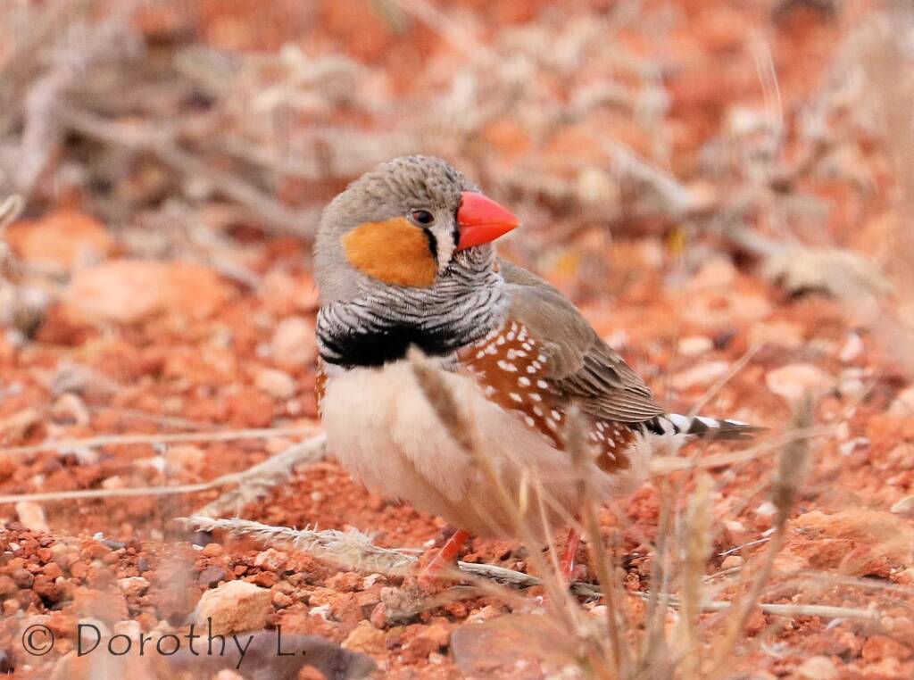 Zebra Finch (Taeniopygia guttata)
