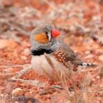 Zebra Finch (Taeniopygia guttata)