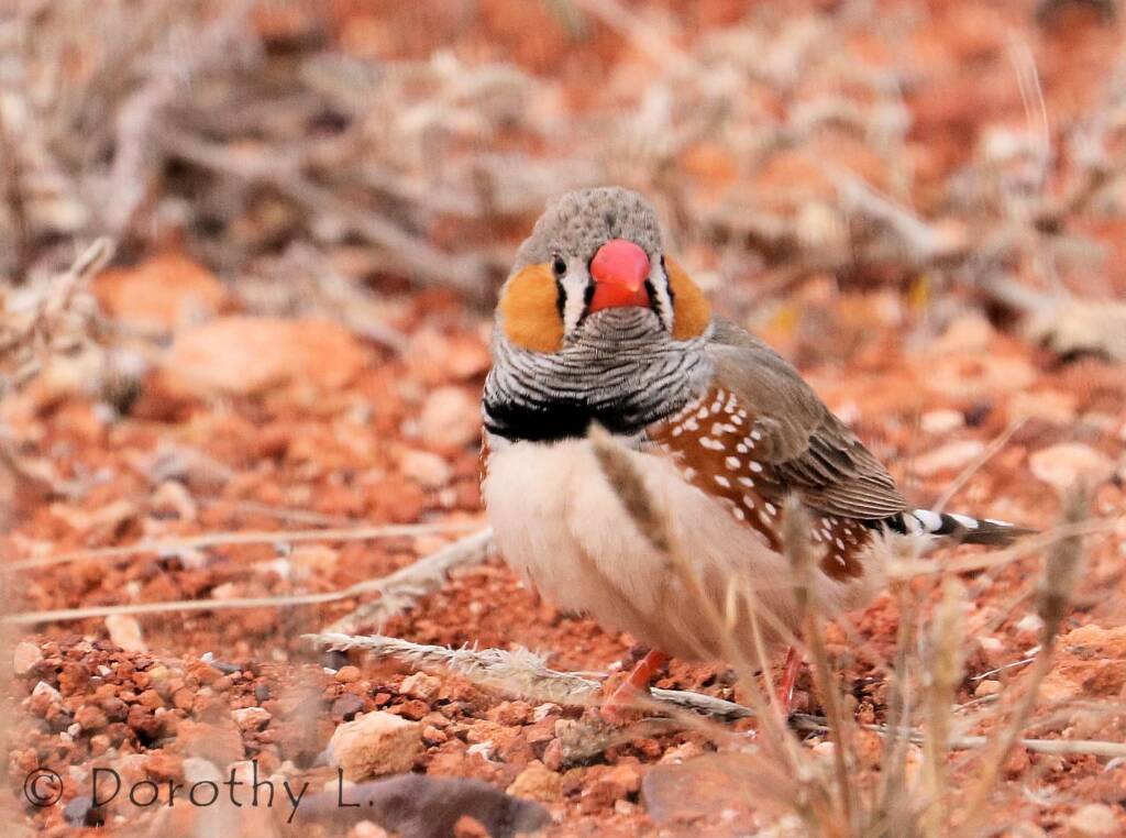 Zebra Finch (Taeniopygia guttata)