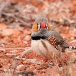 Zebra Finch (Taeniopygia guttata)