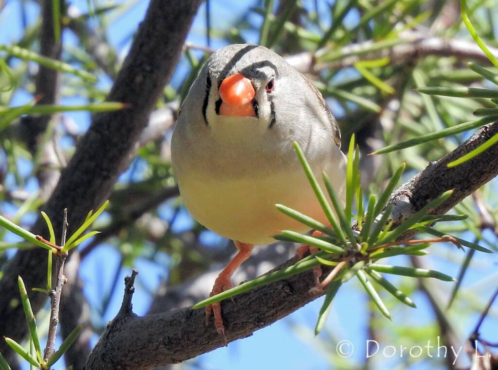 Zebra Finch (Taeniopygia guttata)