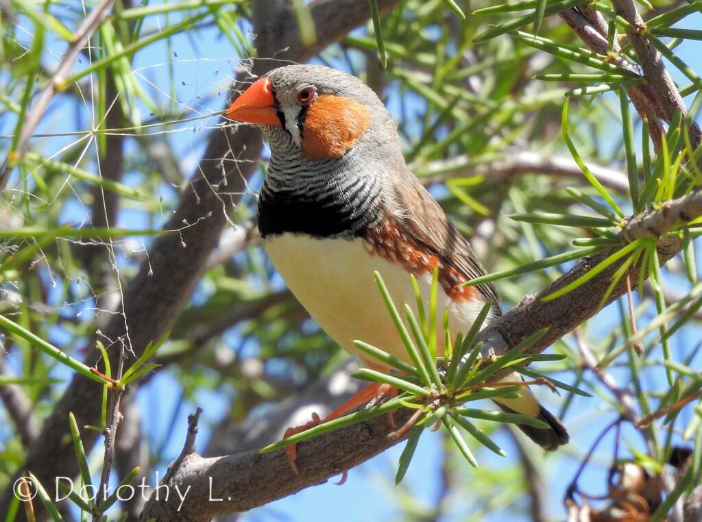 Zebra Finch (Taeniopygia guttata)
