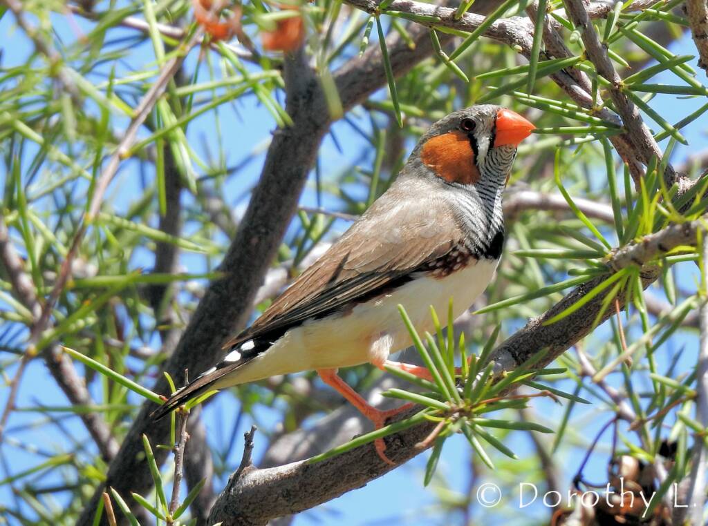 Zebra Finch (Taeniopygia guttata)