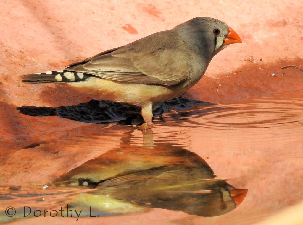 Zebra Finch (Taeniopygia guttata)