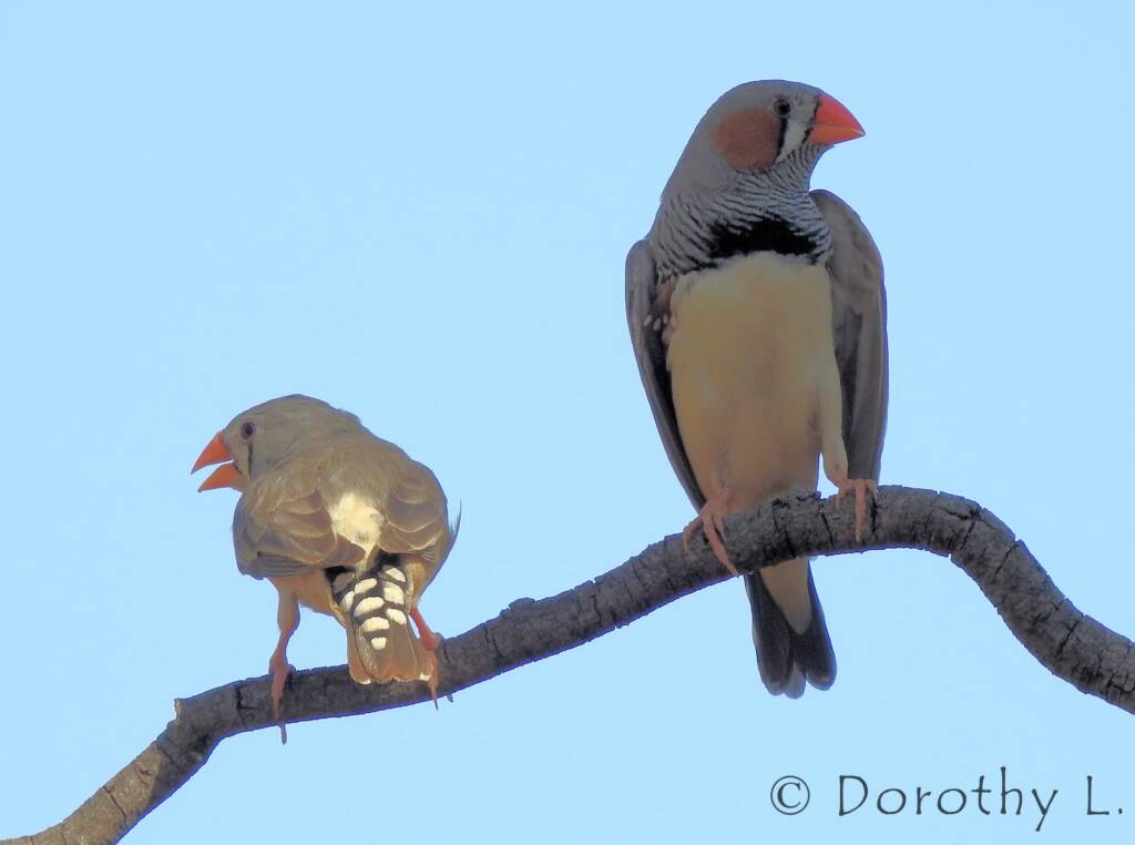 Zebra Finch (Taeniopygia guttata)