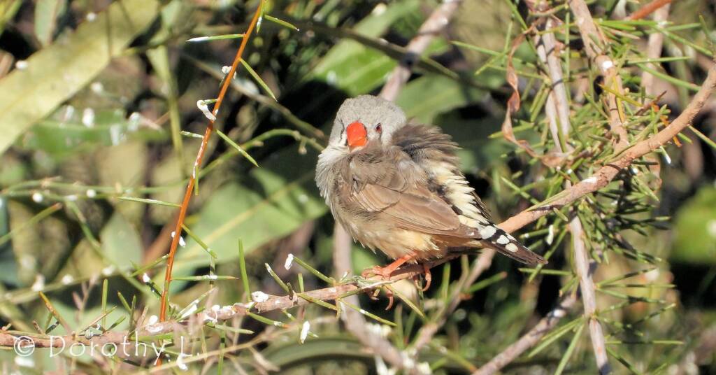 Zebra Finch (Taeniopygia guttata)