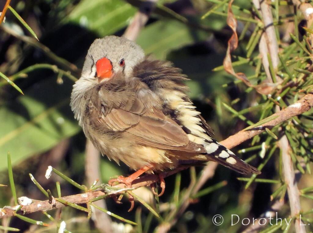 Zebra Finch (Taeniopygia guttata)