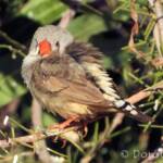 Zebra Finch (Taeniopygia guttata)