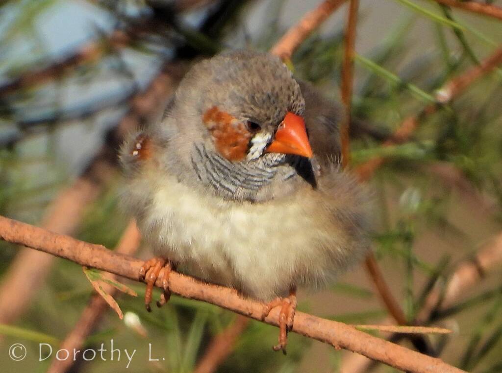 Zebra Finch (Taeniopygia guttata)