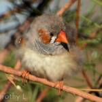 Zebra Finch (Taeniopygia guttata)