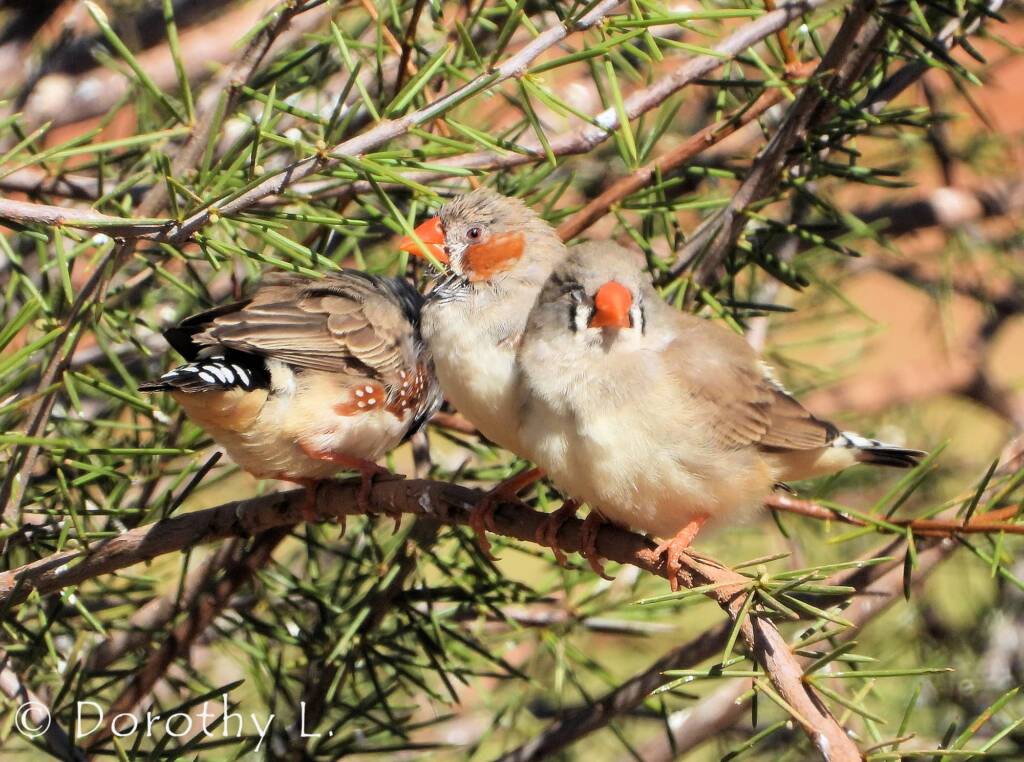 Zebra Finch (Taeniopygia guttata)