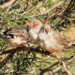 Zebra Finch (Taeniopygia guttata)