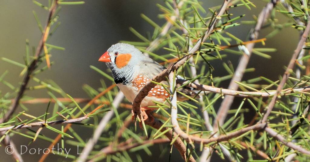 Zebra Finch (Taeniopygia guttata)
