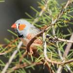 Zebra Finch (Taeniopygia guttata)