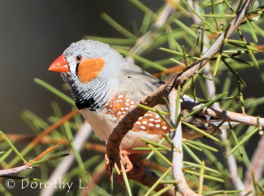 Zebra Finch (Taeniopygia guttata)
