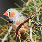 Zebra Finch (Taeniopygia guttata)