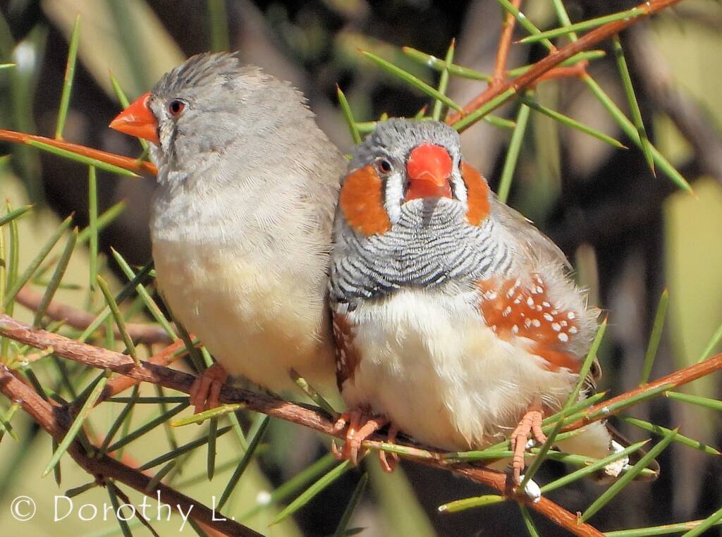 Zebra Finch (Taeniopygia guttata)