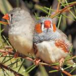 Zebra Finch (Taeniopygia guttata)