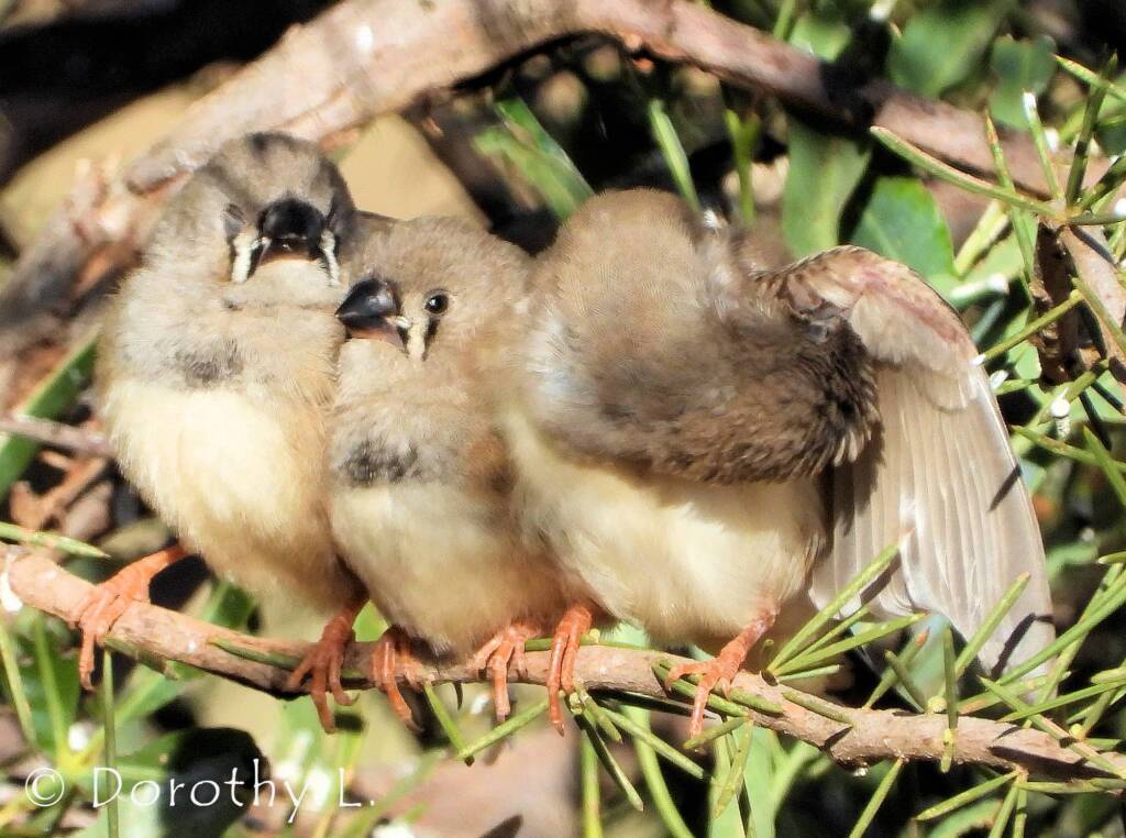 Juvenile Zebra Finches (Taeniopygia guttata)