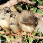 Juvenile Zebra Finches (Taeniopygia guttata)