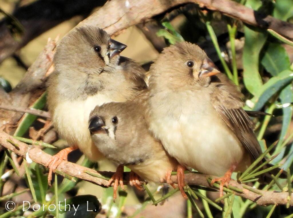 Juvenile Zebra Finches (Taeniopygia guttata)