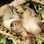 Juvenile Zebra Finches (Taeniopygia guttata)