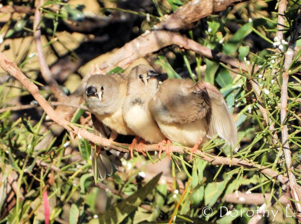 Juvenile Zebra Finches (Taeniopygia guttata)