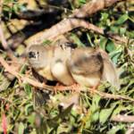 Juvenile Zebra Finches (Taeniopygia guttata)