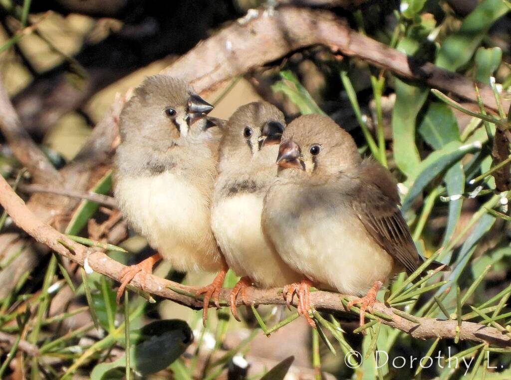 Juvenile Zebra Finches (Taeniopygia guttata)