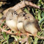 Juvenile Zebra Finches (Taeniopygia guttata)