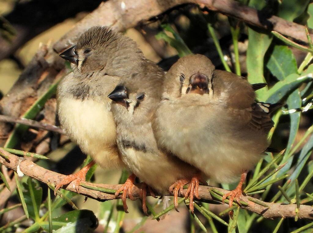 Juvenile Zebra Finches (Taeniopygia guttata)