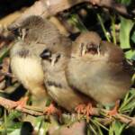 Juvenile Zebra Finches (Taeniopygia guttata)