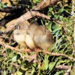 Juvenile Zebra Finches (Taeniopygia guttata)